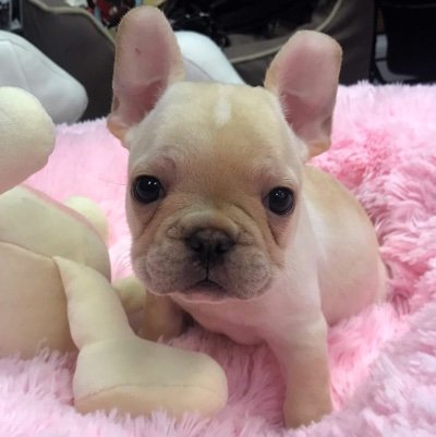 Visit our French Bulldog Puppies for Sale near Pompano Beach Florida!