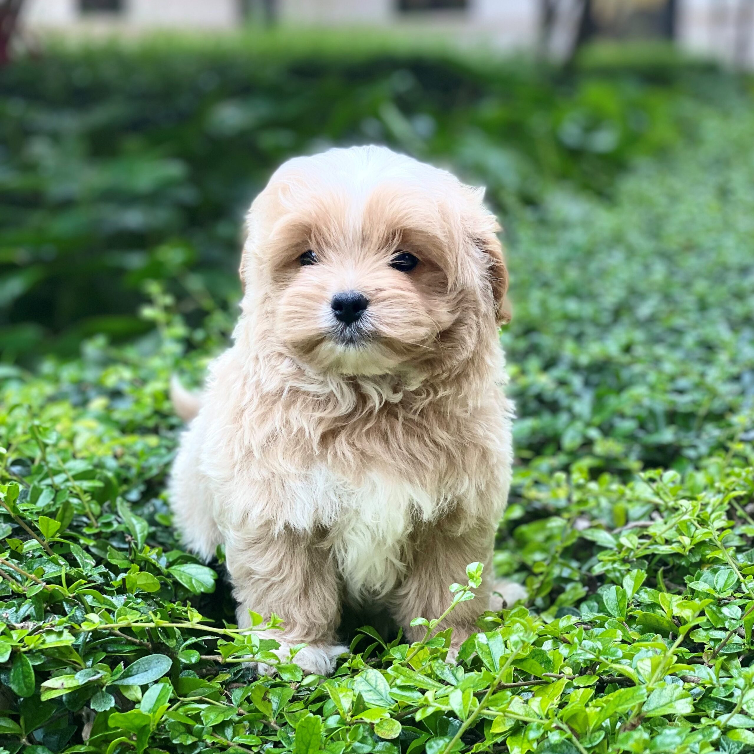 Maltipoo - Sold Puppies For Sale - Waggs to Riches
