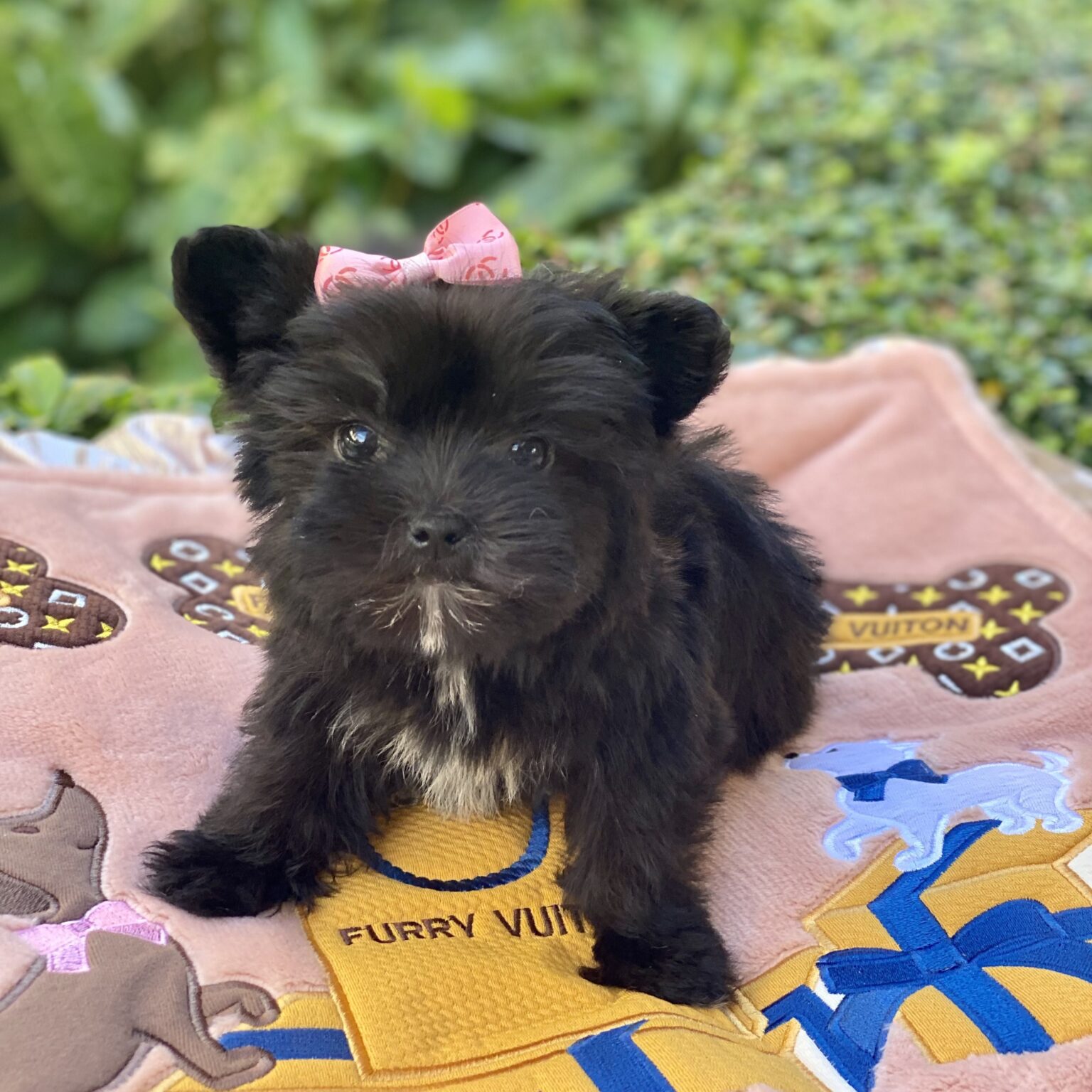 Yorkie Poo - Sold Puppies For Sale – Waggs To Riches Pet Boutique