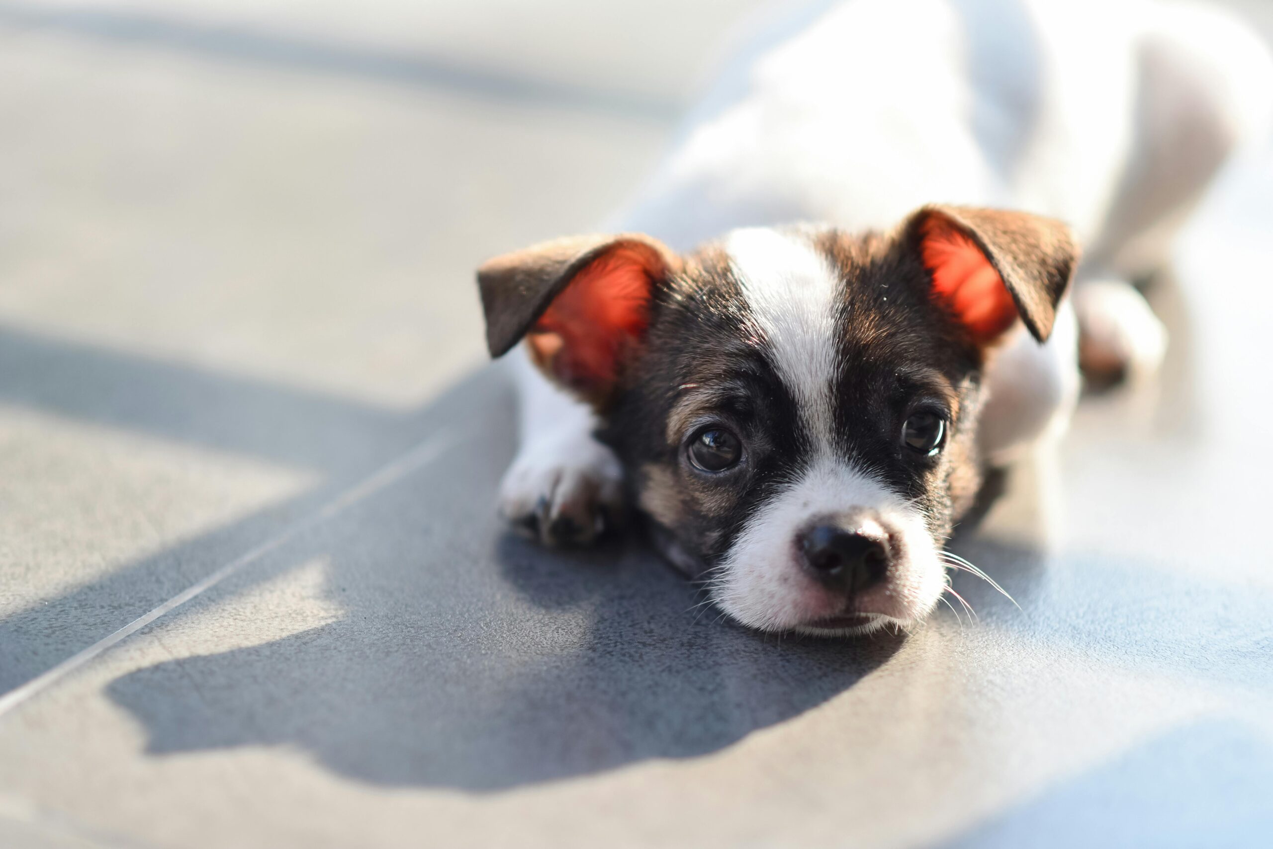 Chihuahua Puppy