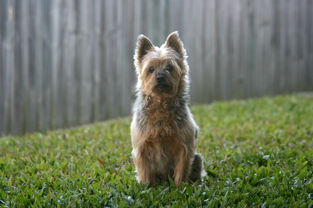 Silky Terrier puppies