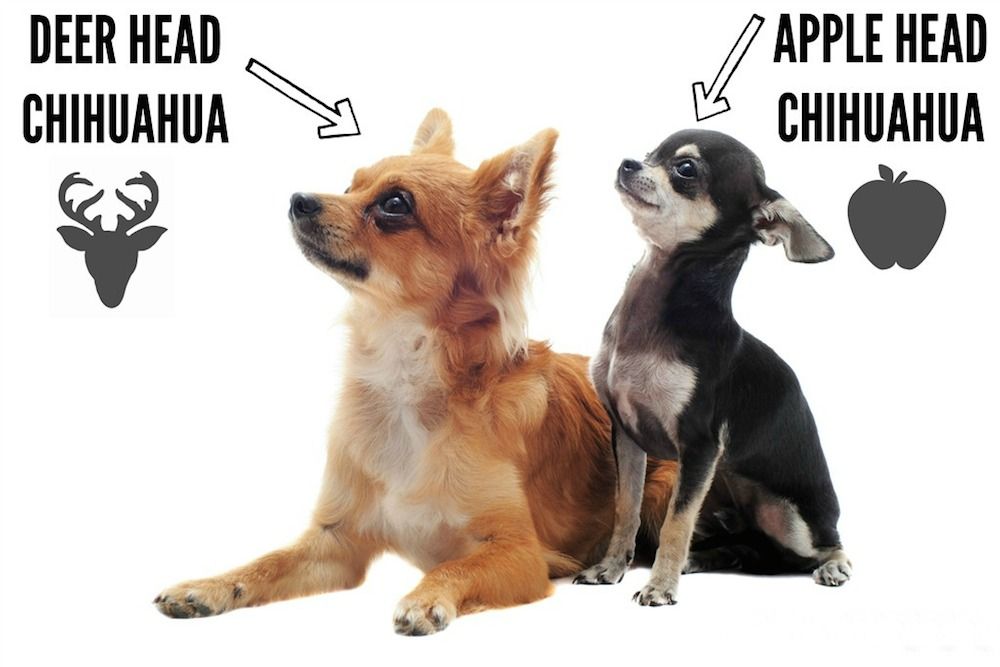 types of chihuahua Puppies