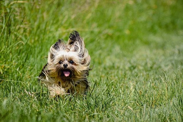 yorkshire puppies