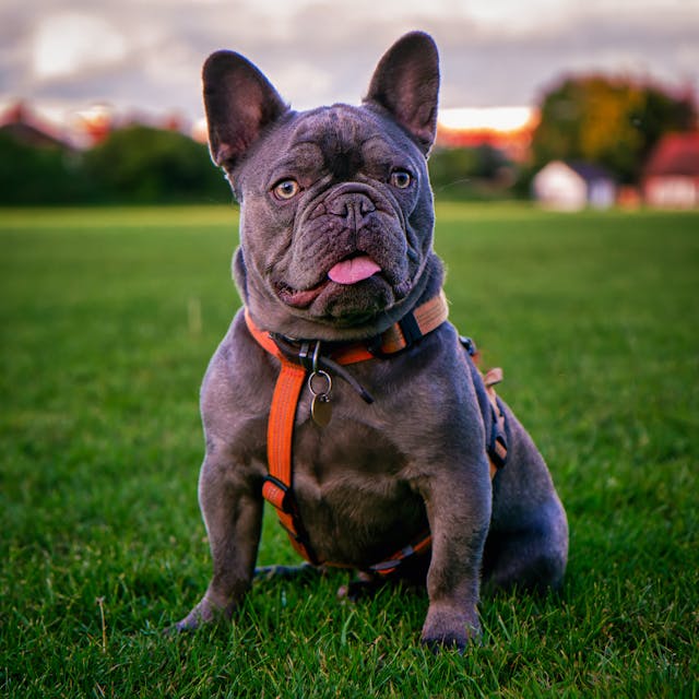 English bulldog puppy adoption