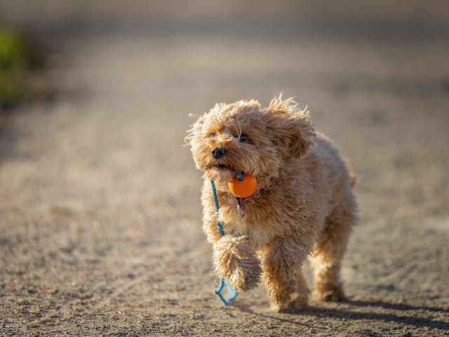 Cavapoo grooming tips
