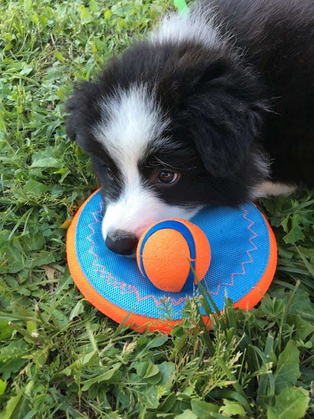 Choosing the Right Toy for Your Pup