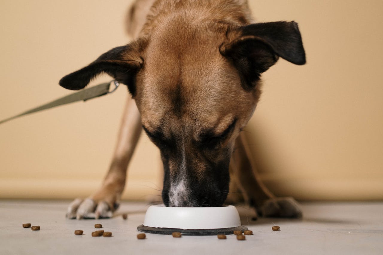 Overfeeding Your Puppy
