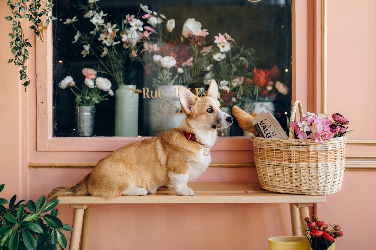 waggs to riches puppy boutique