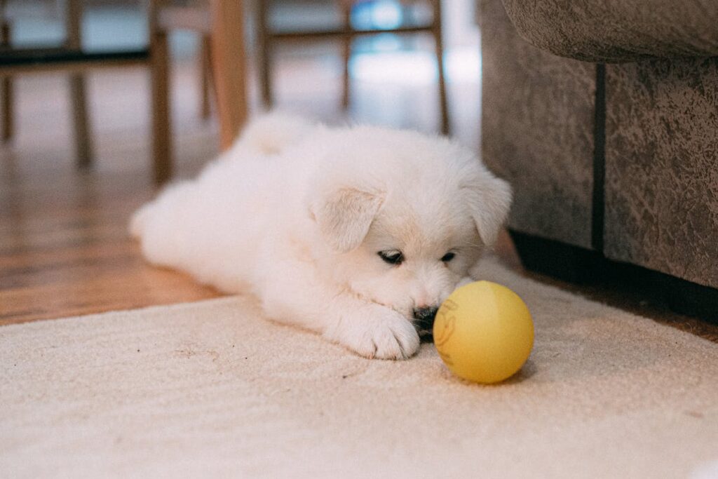 indoor games for puppies