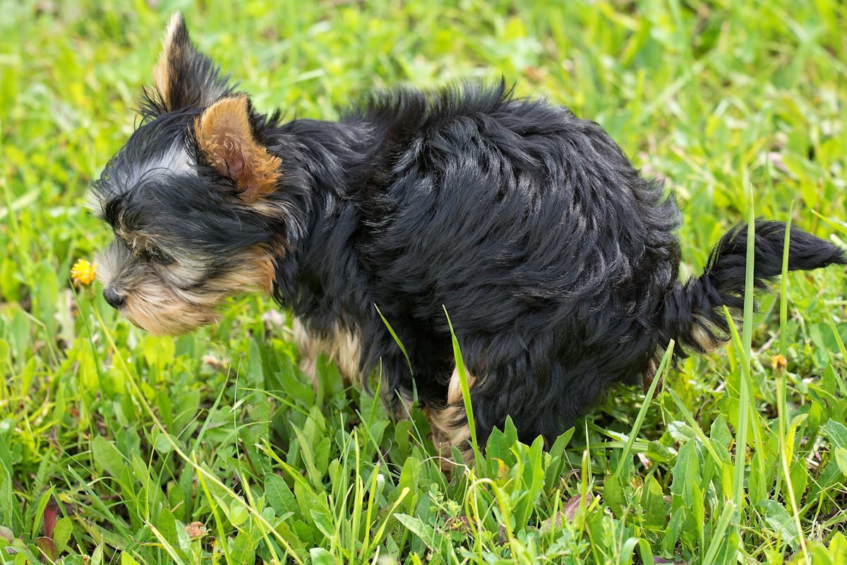 Puppy Constipation Causes: What They Are and How to Fix It