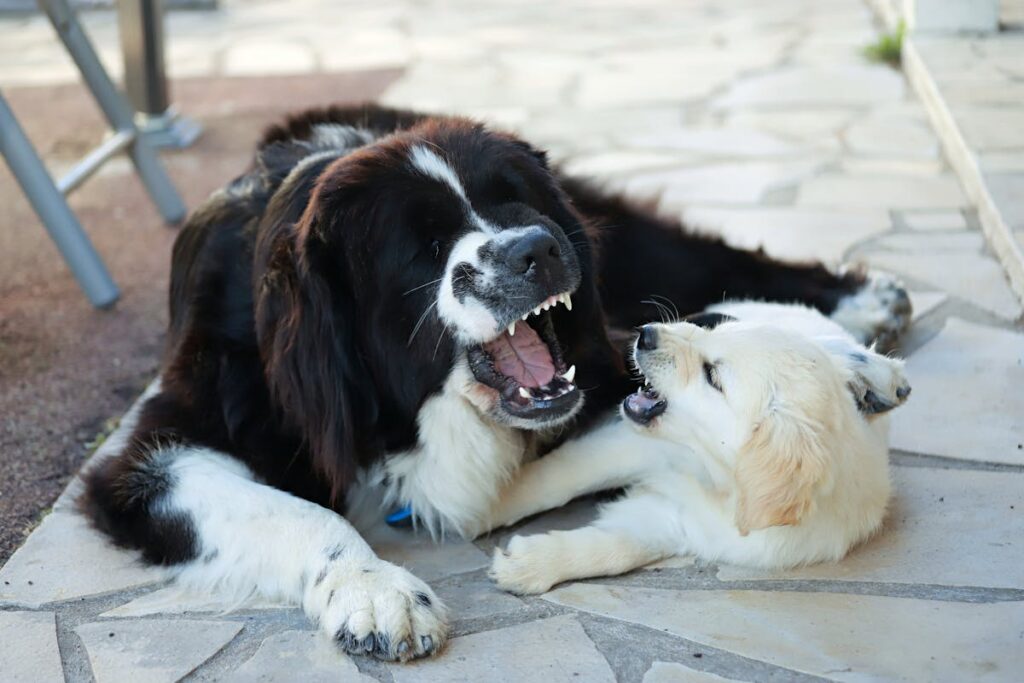 dog aggression causes