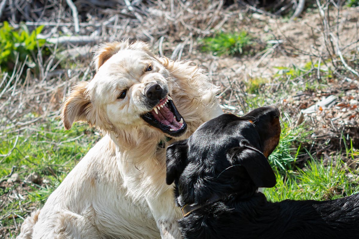 Dog Aggression Causes: Fix Sudden Aggressive Behavior