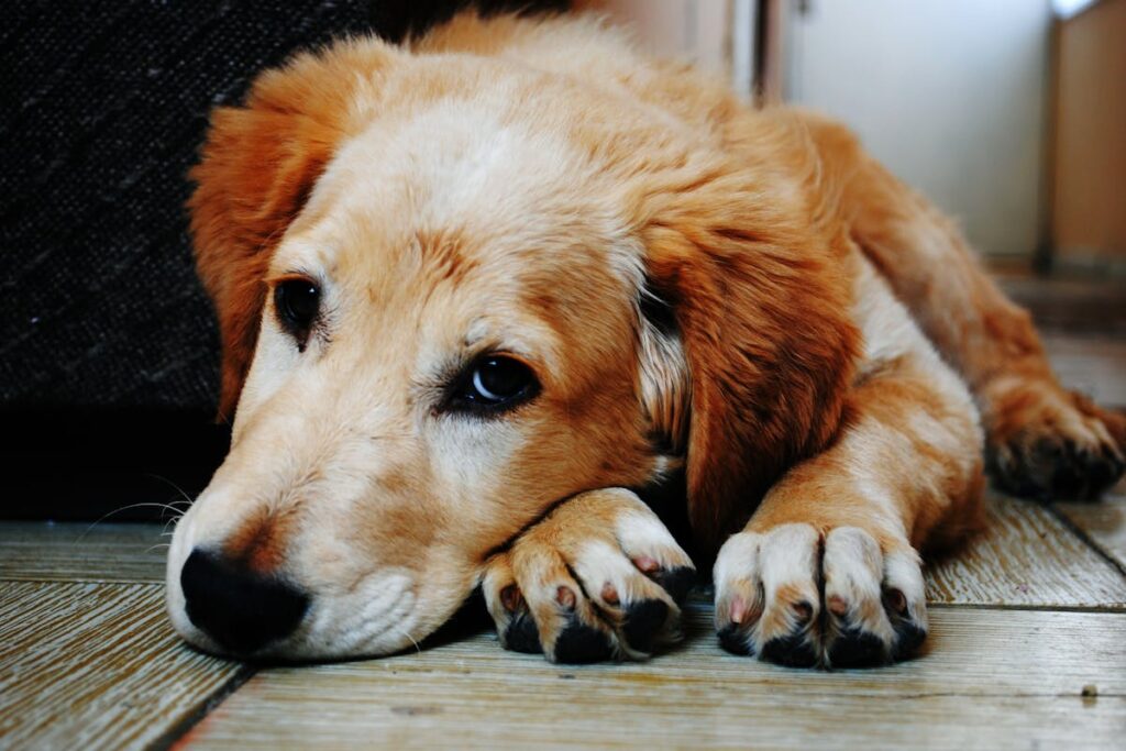 dog stomach pain symptoms
