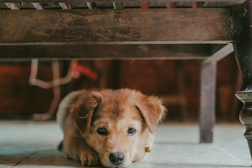 dog hiding under bed