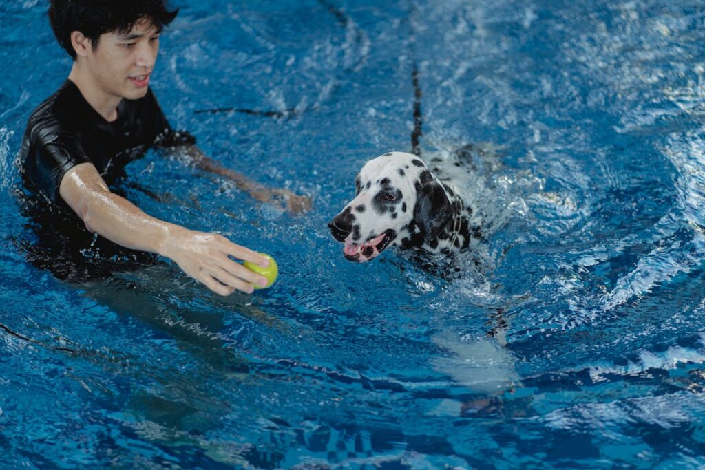 teach dog to swim