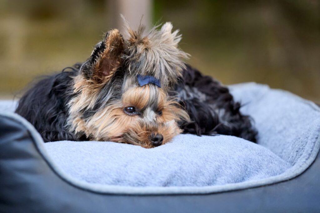 cooling mat for dogs