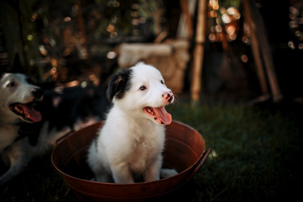 puppy gum color health check