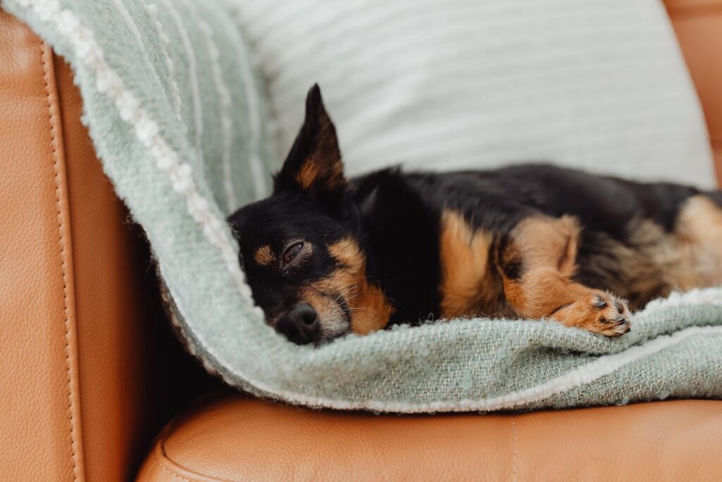 dog coughing causes