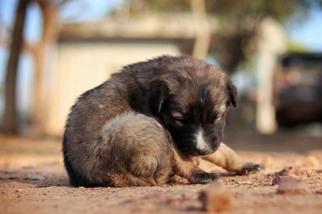 puppy swollen belly
